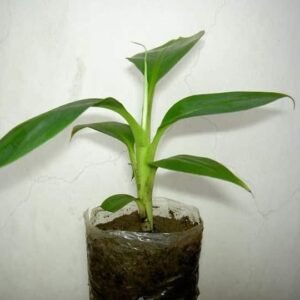 টিস্যু কালচার কলার চারা