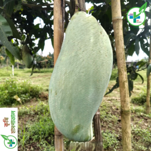 ব্রুনাই কিং (Brunei King)