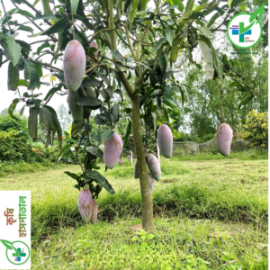 চিয়াংমাই আম