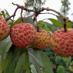 China-3 (চায়না-৩)