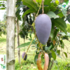 কিং অব চাকাপাত