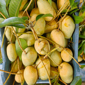 Katimon Mango