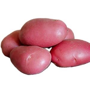 অ্যালোয়েট