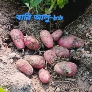 বারি আলু-৮৬