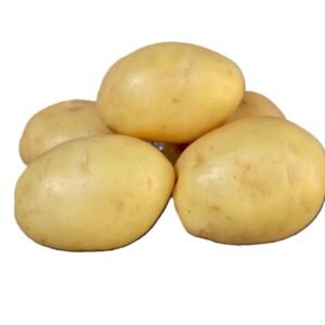 মিউজিকা