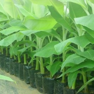 Banana Saplings/ কলার চারা