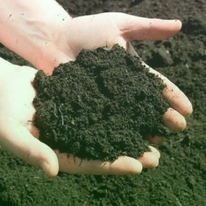 Compost/ জৈবসার