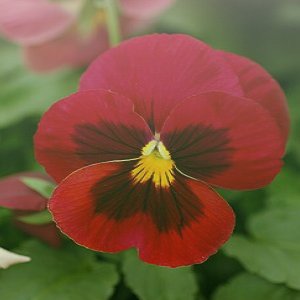 Flower/ ফুল