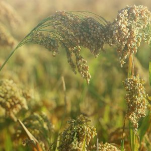 Grains/ শস্য