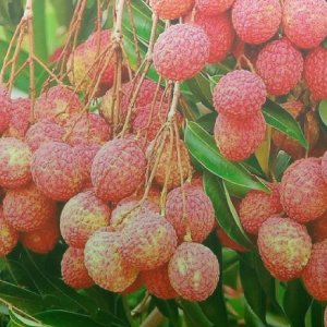 Litchi/ লিচু