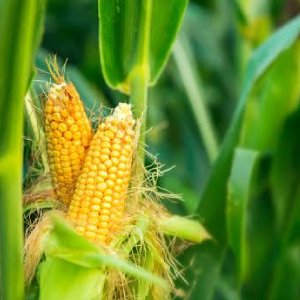 Maize/ ভূট্টা