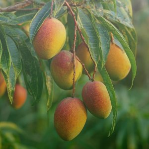 Mango/ আম