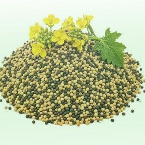 Mustard/ সরিষা