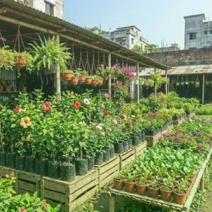 Nursery Plants/ চারা গাছ