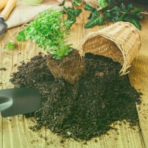 Organic Items/ জৈব সামগ্রী