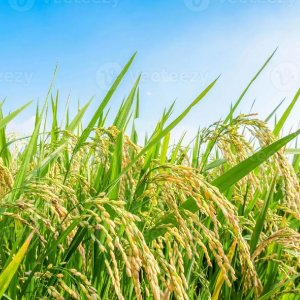 Paddy/ ধান