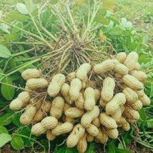 Peanuts/ চীনাবাদাম