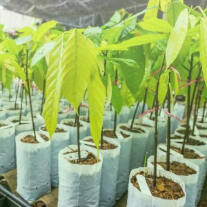Plant Seedlings/ গাছের চারা