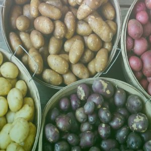 Potato/ আলু