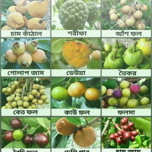 Scion/ উন্নত জাতের ডাল