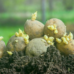 Seed Potato/ বীজআলু