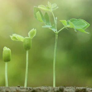 Fruit Seedling/ ফলের চারা