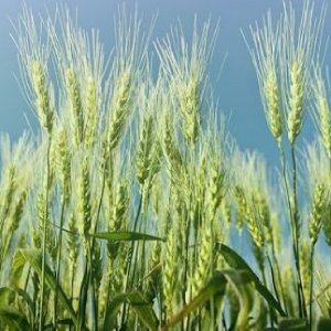 Wheat/ গম