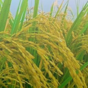 Paddy/ ধান